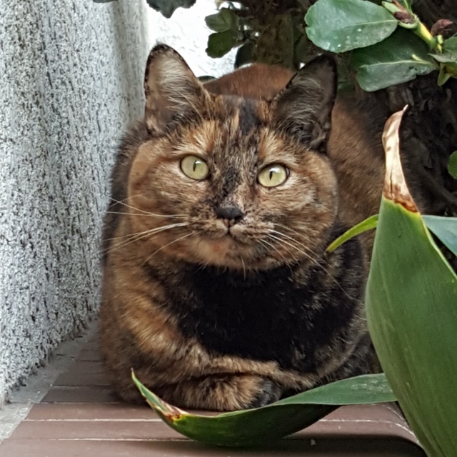 Filber the tortoiseshell cat