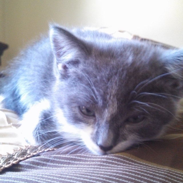 Lint the grey kitten