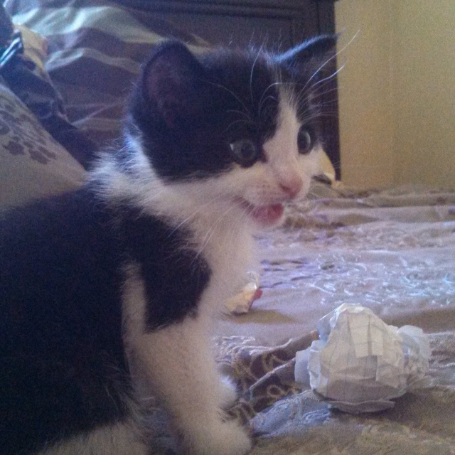 Oreo the black and white kitten