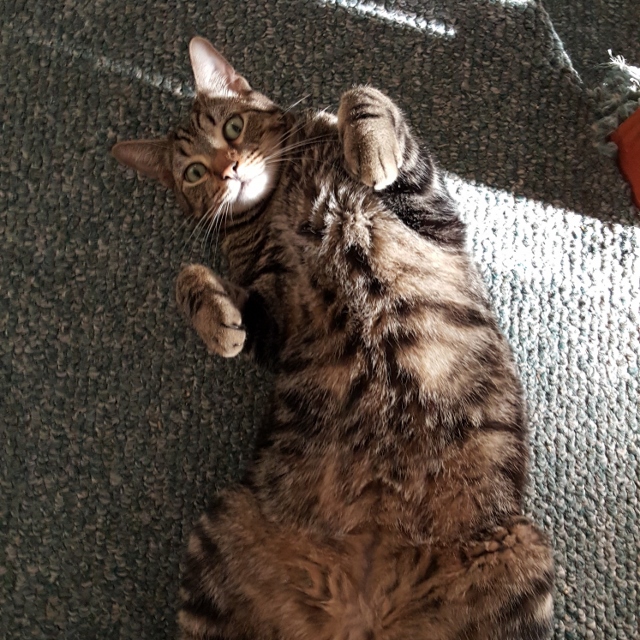Rufus the brown and black tabby cat